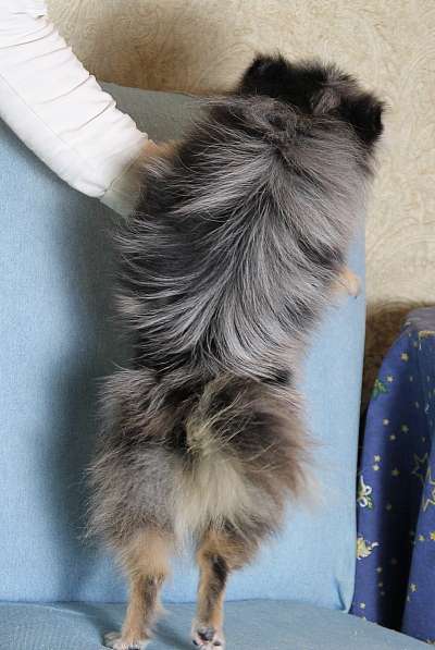 Мальчик медвежонок шпиц в Москве фото 4