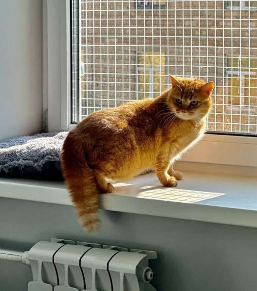 Рыжая красотка с характером срочно ищет дом! в Москве фото 9