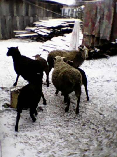 продаются овцы в Тюмени фото 5