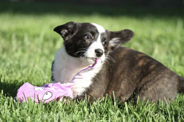 Щенок вельш корги кардиган в Москве фото 6