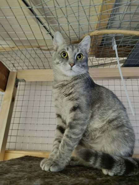 Князь Серебряный — котик Кисыч ищет дом в Москве