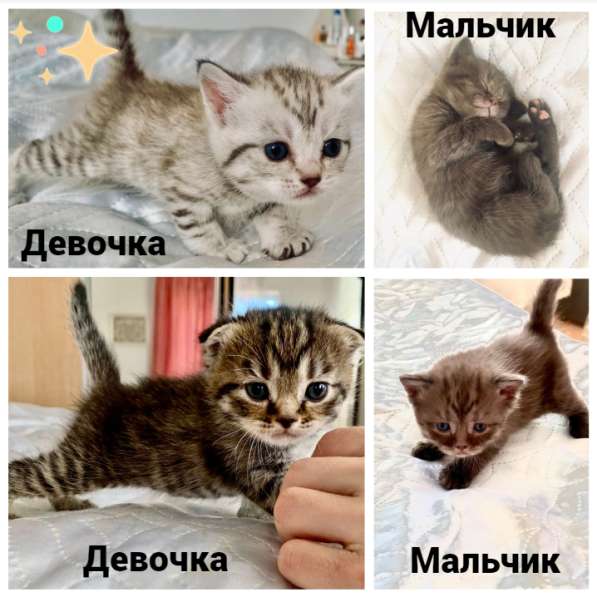 Шотландские котята