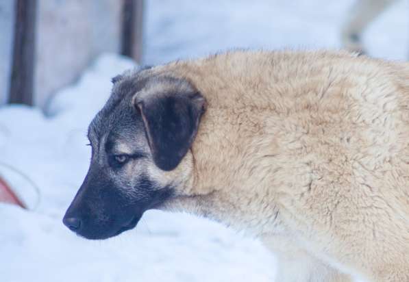 Турецкий кангал щенки