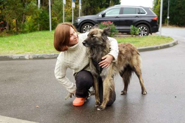 Пушистая красавица собака Дюша в добрые руки в Москве фото 3