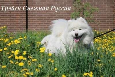 Самоед щенки в Ханты-Мансийске фото 5