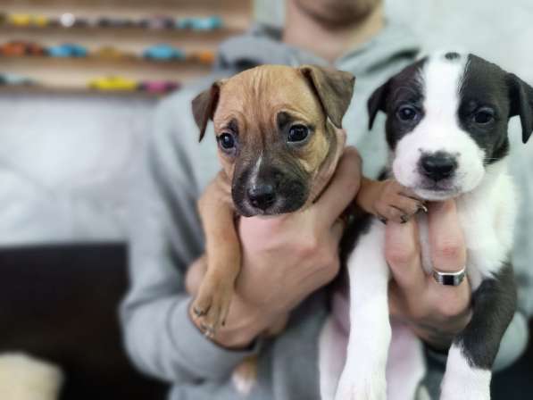 Щенки питбуля