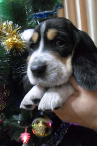 Щенки Бассет-хаунд в Армавире фото 51