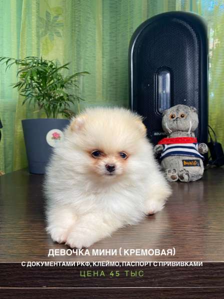 Шпицы с документами РКФ в Ростове-на-Дону фото 8