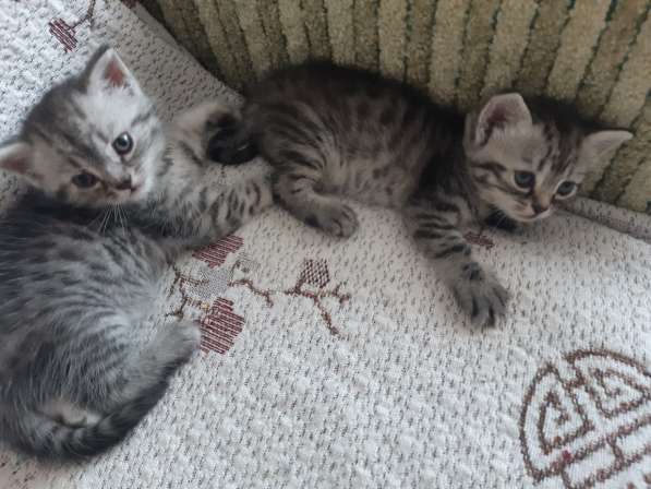 Продажа британских котят в Москве фото 9