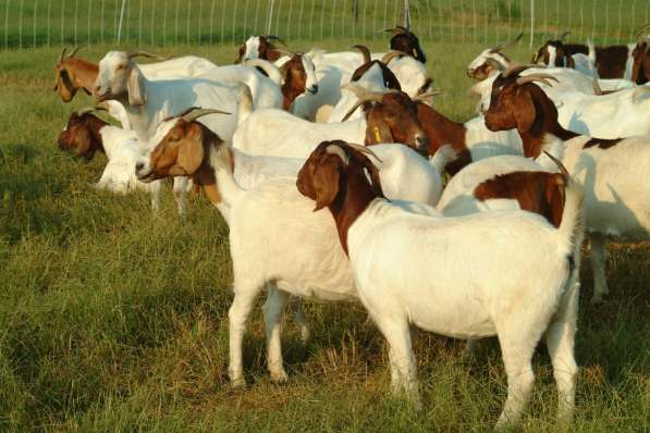 Племенные козы Бурской породы (Скот из Европы класса Элита и в Красноярске