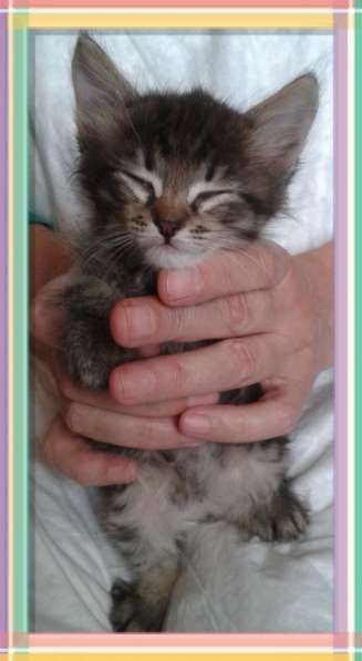 Отдадим красивых котят в добрые руки в Таганроге фото 4