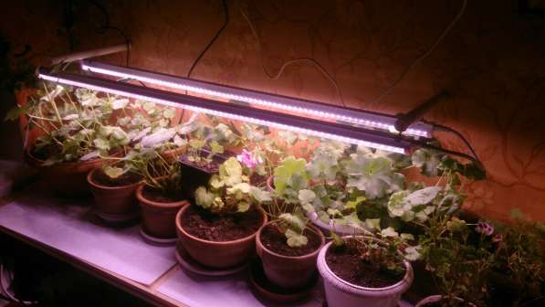 Системы светодиодного Фито освещения для растений в Екатеринбурге фото 4