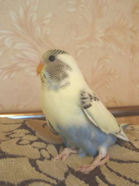 Продам 2-х молодых попугаев в Астрахани фото 4
