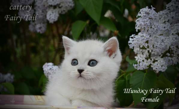 Британские серебристые котята в Омске фото 5