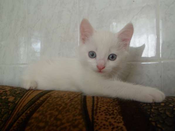 Котята Мальчик белый. Девочка трехцветка