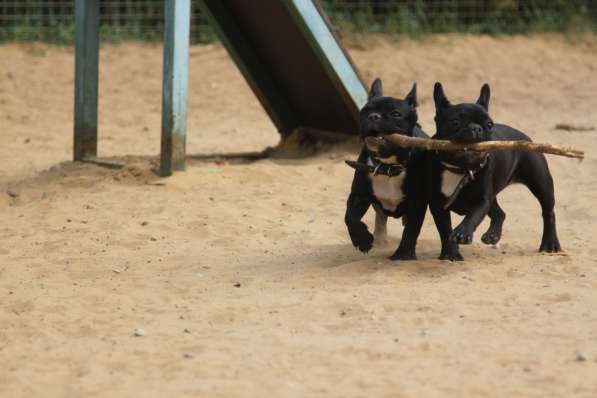 Французский бульдог подрощенная девочка в Москве фото 18