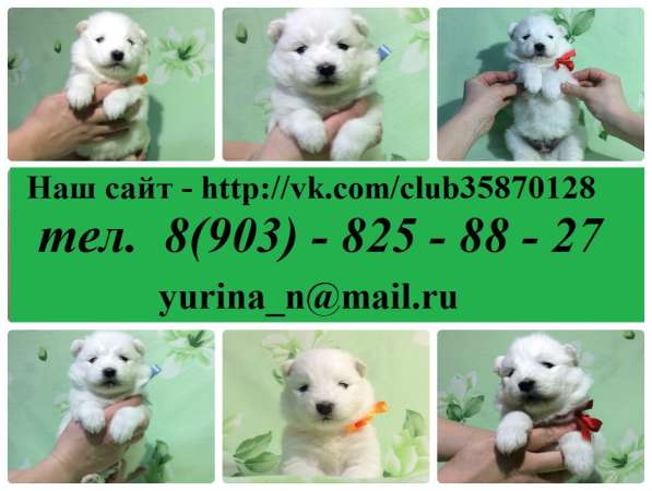 Щеночки Самоедской лайки, Самые очаровательные малыши в Иванове