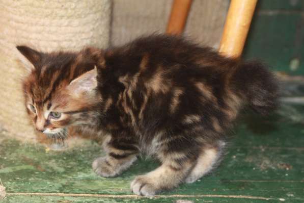 Котята курильского бобтейла в Астрахани фото 13