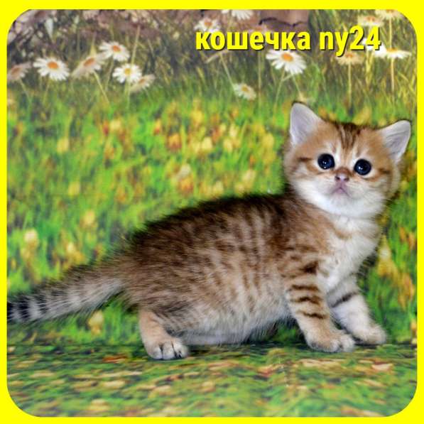 Золотой мальчик ny11 в Москве фото 13