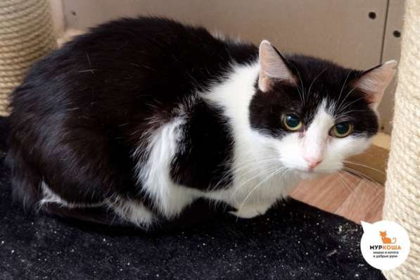 Знакомьтесь, котик Робинзон! в Москве