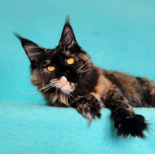 Апельсинки к Новому Году в Рязани фото 124