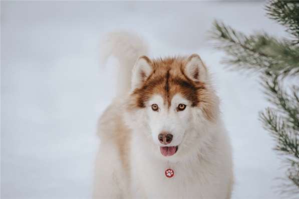 Красивый пёс АрОн в добрые руки! в Москве фото 8