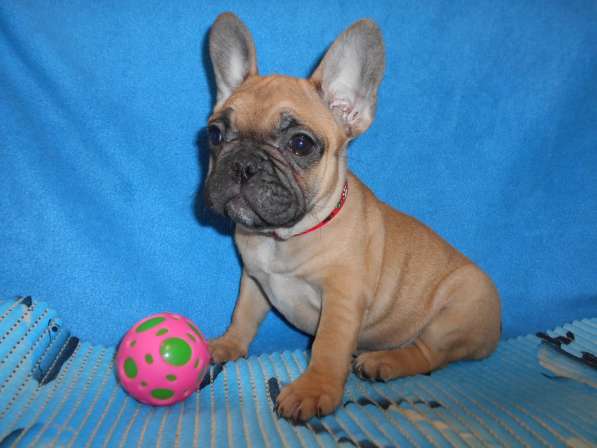Французский бульдог высокопородные щенки в Люберцы фото 10