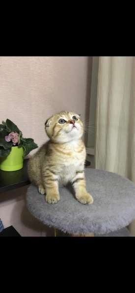 Шотландские котята в Сочи фото 3