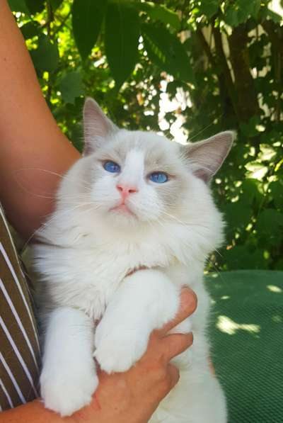 Рэгдолл котята в фото 43