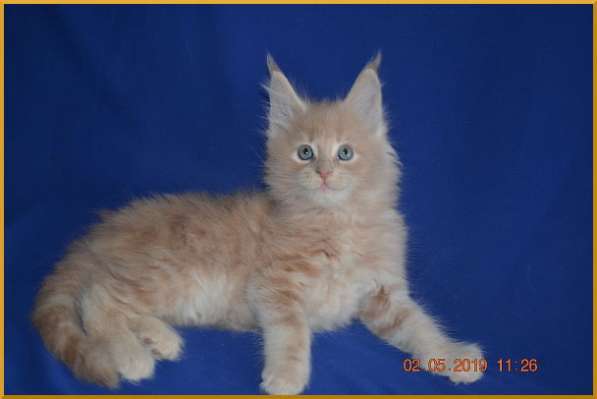 Великолепные котята мейн-кун из питомника в Волгограде фото 245