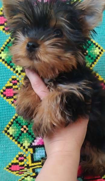 Йоркширский терьер. Мини в 