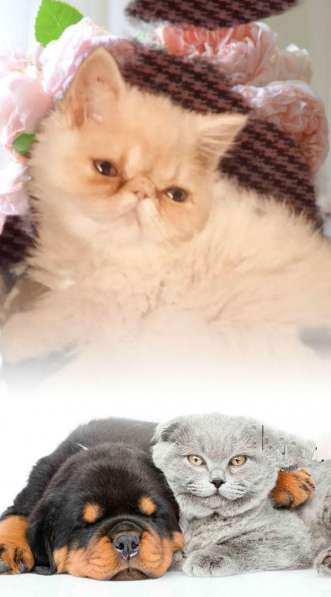 Котята персы экзоты в Нижнем Тагиле фото 9