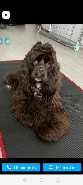 Щенки декоративных пород собак в Москве фото 21