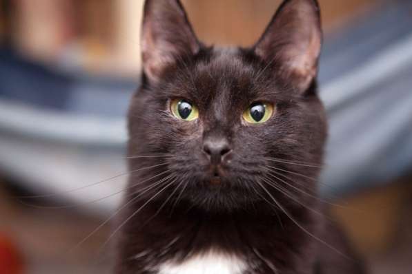 Элегантная Верона ищет надежного друга