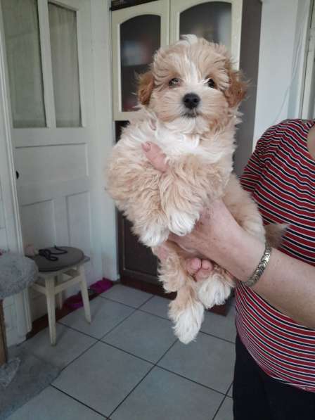 Maltipoo F - 1. Boy