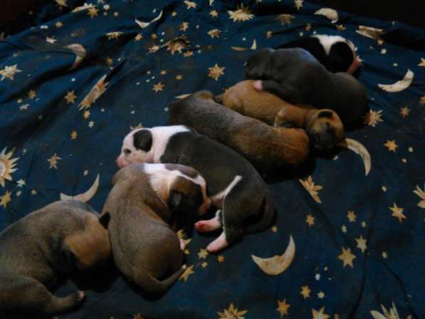 Щенки Американского стаффордширского терьера (Собака янки) в фото 13