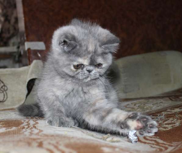 Котенок персидский экзотический. Девочка. Фото, Видео в фото 10