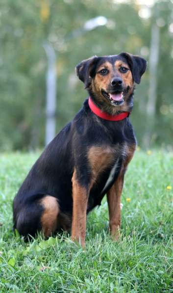 Марфа - семейная собака в добрые руки!