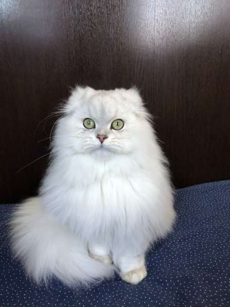 Шотландские котята для вас