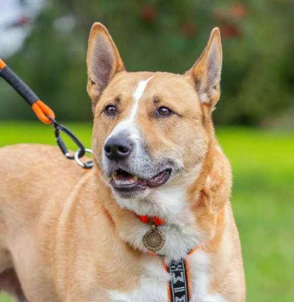 Рик в поиске дома! в Москве фото 15