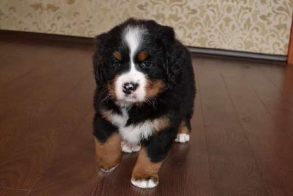 Щенки бернского зенненхунда из питомника в Москве фото 25