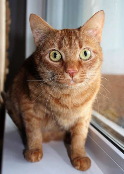 Красивый рыжий кот Маркус в добрые руки в фото 6