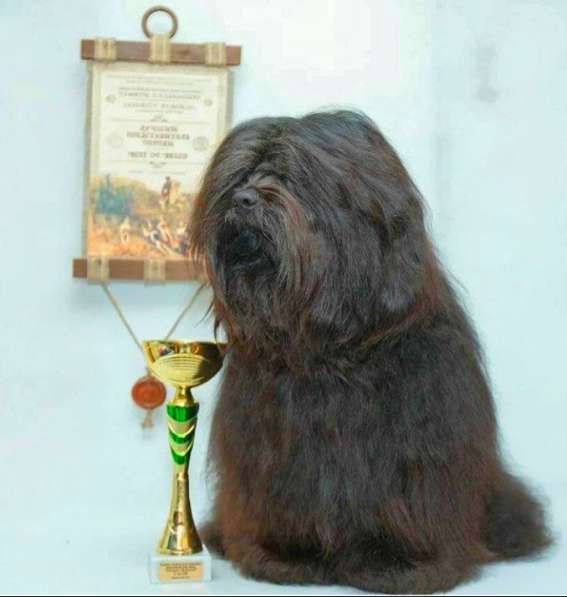 Продажа щенка редкой породы-Тибетский Терьер в Москве