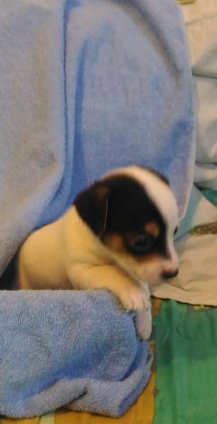 Щенки Джек Рассел терьер в Санкт-Петербурге фото 3