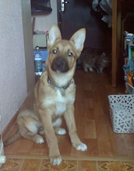 Ника, семейная собака ищет дом в Бронницах фото 18