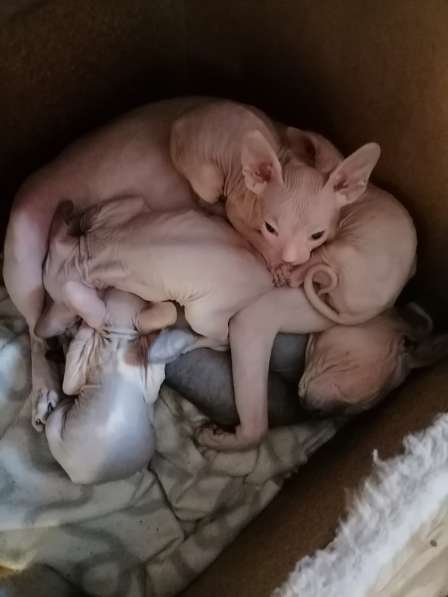 Канадский сфинкс в Краснодаре фото 11