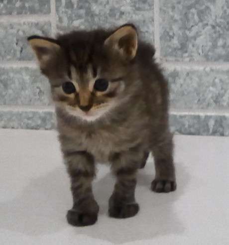 Котята курильского бобтейла в Пензе фото 21