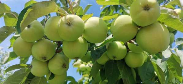 Яблоко Белый налив(свежий урожай)