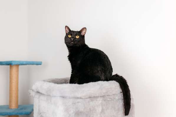 Черный молодой котейка подросток Черныш ищет дом в Москве фото 8