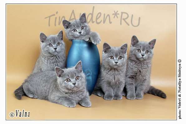 Настоящие британские котята от производителя из Англии в Москве